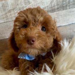 Wish - Red  male Goldendoodle puppy in Decatur, Texas from Scherrer Sweet Goldendoodles