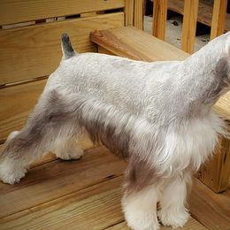 Miniature Schnauzers from Purcell Schnauzers