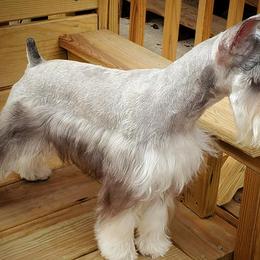 Miniature Schnauzers from Purcell Schnauzers
