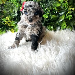 Brittany - Black and silver female Havapoo puppy in from Pink Poodles and Doodles