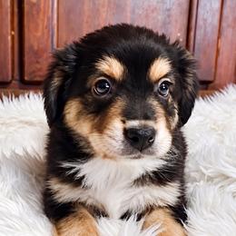Bolt - Black tri male Miniature Australian Shepherd puppy in Lubbock, Texas from Baby Storm Kennels