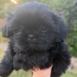 Blue black - Blue female Shih Tzu puppy in Citrus Heights, California from The Lion dog Shih Tzu