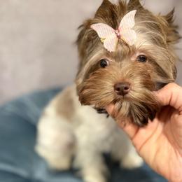 Beatrice biro - Chocolate, tan and white female Yorkshire Terrier puppy in California from Yorkie & Maltese Royalty