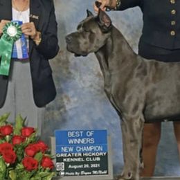 Cane Corso from Forest Lake Cane Corsos