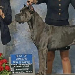 Cane Corso from Forest Lake Cane Corsos
