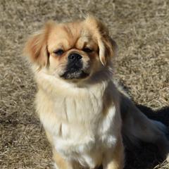 Genie - Tibetan Spaniel