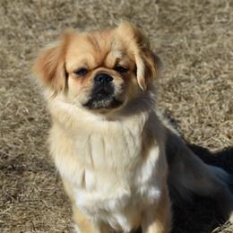 Genie - Tibetan Spaniel
