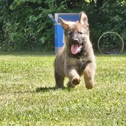 Girl 3 - Sable female German Shepherd puppy in Richland, New York from Hirten Bray Hugel