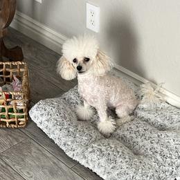 Colette - Poodle