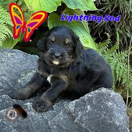 Lightning Rod - Phantom male Bernedoodle puppy in Banner Elk, North Carolina from Walnut Tree Bernedoodles