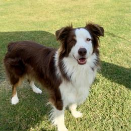 Kygo - Red tri-color male Australian Shepherd puppy in Durant, Oklahoma from Aussome Okie Aussies