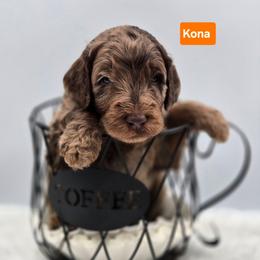 Kona - Merle male Goldendoodle puppy in Summerville, South Carolina from Channys Doodles