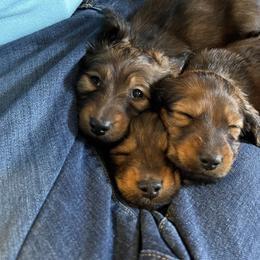 Dachshund Puppies from Hidden Haven Dachshunds