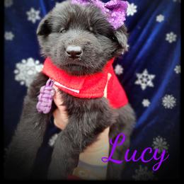 Lucy - Black female German Shepherd puppy in Fort Jennings, Ohio from Von Holtzapple German shepherds