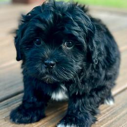 Black Female - Black and white female Shichon puppy in Grand Rapids, Michigan from Great Lakes Teddy Bear Dogs