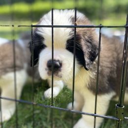 Saint Bernard Puppies from Still River Saints