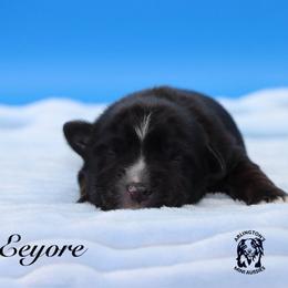 Eeyore - Black tri male Miniature Australian Shepherd puppy in Weeki Wachee, Florida from Arlington's Mini Aussies