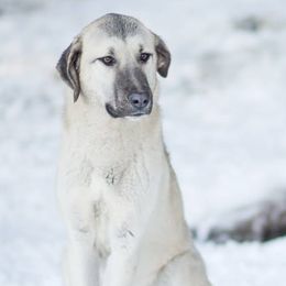 Anatolian Shepherd Dogs from Crazy-Joy