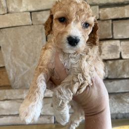 Kingsley - Red male Cockapoo puppy in Connersville, Indiana from MoonShine Babies
