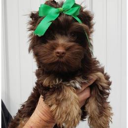 Boy 2 - Chocolate and tan male Yorkshire Terrier puppy in Marion Station, Maryland from Anna's Yorkie Treasures
