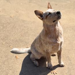 Bang - male - bigger bone structure - stout - suitable for all lifestyles - Red speckled male Australian Cattle Dog puppy in Scurry, Texas from RedHorizon AKC Australian Cattle Dogs (Heelers)