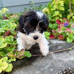 Jasper - Tri-color male Yorkipoo puppy in Walla Walla, Washington from Linda Sherman