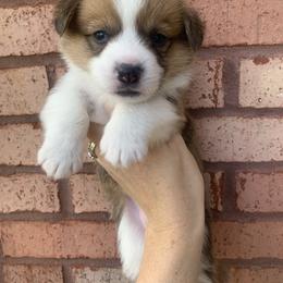 Frosty - Red male Pembroke Welsh Corgi puppy in Cumming, Georgia from Carter’s Corgis LLC