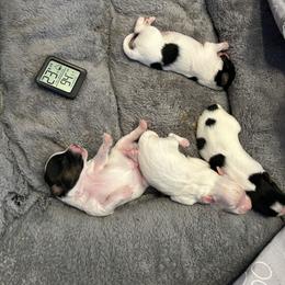 Papillon Puppies from ANTON KOTLJAROV