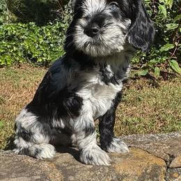 Eeyore - Merle female Goldendoodle puppy in Hendersonville, North Carolina from Kim's Cove