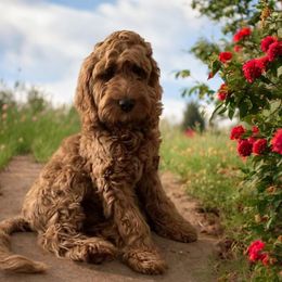 Birdie - Goldendoodle