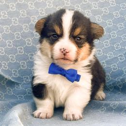 Newton - Black and tan male Pembroke Welsh Corgi puppy in Oak City, Utah from Shells’ Corgis