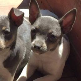Teddy Roosevelt Terriers from Bravado