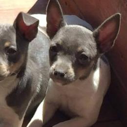 Teddy Roosevelt Terriers from Bravado