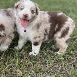 Lucy - Red merle female Australian Shepherd puppy in Orlando, Florida from Skaky Shepherds