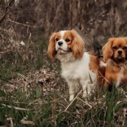 Cavalier King Charles Spaniels from Ruby Mountain Cavaliers