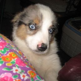 Toy Australian Shepherd Puppies from Jackie lutz