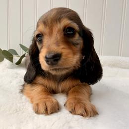 Shaded Red - Red male Dachshund puppy in Nampa, Idaho from Long_and_Low_Dachshunds