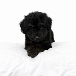 Teal collar - Black tri-color male Aussiedoodle puppy in Fairmount, Georgia from Muscadine Meadows Farm