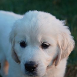 Golden Retriever Puppies from Tipsy Tails Ranch