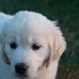 Golden Retriever Puppies from Tipsy Tails Ranch