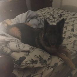 German Shepherds from Curtis n' Frances German Shedders Kennels