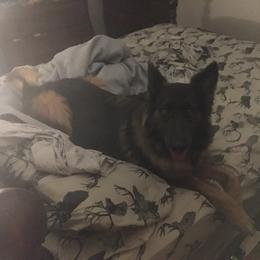 German Shepherds from Curtis n' Frances German Shedders Kennels