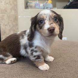 Poppy - Dapple female Dachshund puppy in Menifee, California from TeenieWeenieDoxies