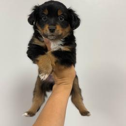 Earl - Black tri male Miniature Australian Shepherd puppy in Mount Airy, Georgia from North Georgia Gems