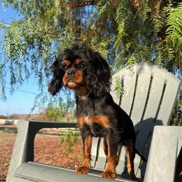 Molly - Black and tan female Cavalier King Charles Spaniel puppy in Temecula, California from Diamond Cavaliers