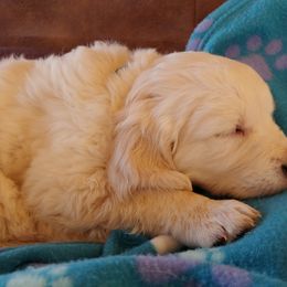 Golden Retriever Puppies from White Valley Goldens