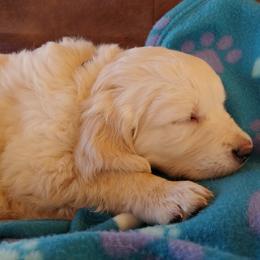 Golden Retriever Puppies from White Valley Goldens