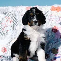 Bernedoodle and Schnoodle Puppies from Grand Lake Poodles & Doodles