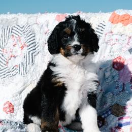 Bernedoodle and Schnoodle Puppies from Grand Lake Poodles & Doodles