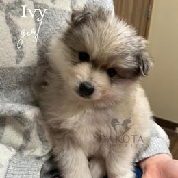 Ivy - Pomsky puppy from Dakota Pomskies